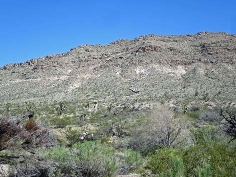 Horse Spring Corral