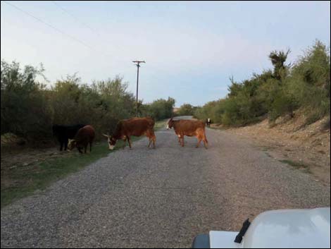 Gold Butte Road