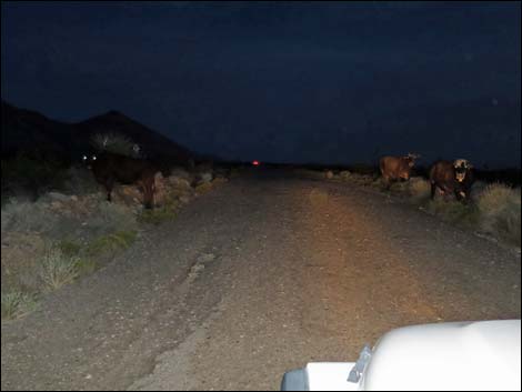 Bundy trespass cattle