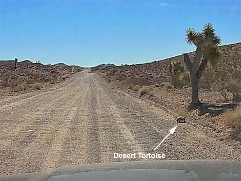 Gold Butte Road