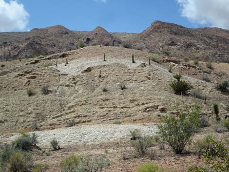 Gold Butte Road