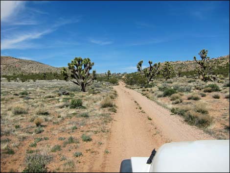 Red Bluff Spring Road