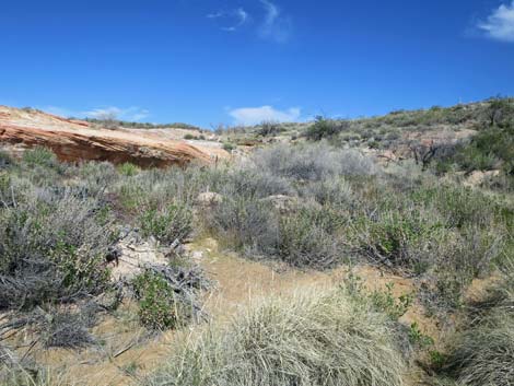 Red Rock Springs