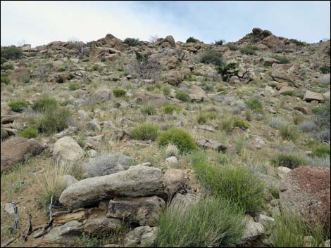 Shark Tooth Peak