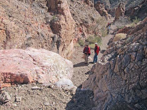 Cholla Forest