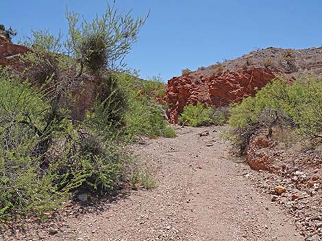 Cottonwood Spring