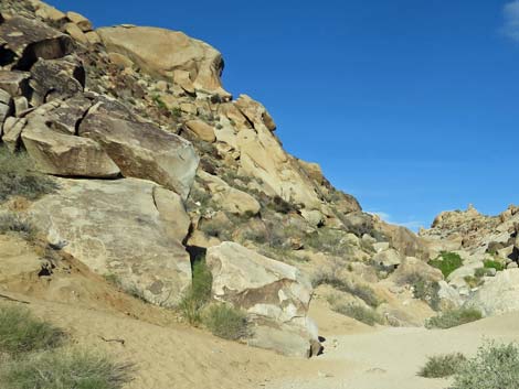 Grapevine Canyon Petroglyphs