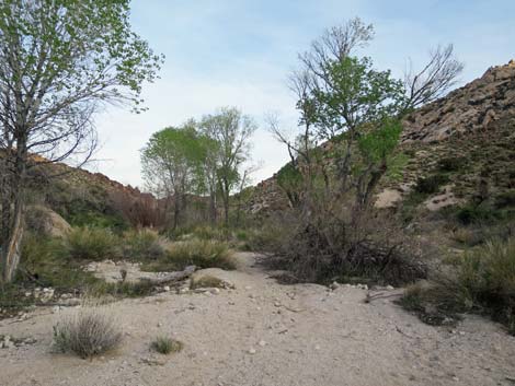 Grapevine Canyon