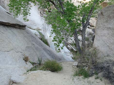 Grapevine Canyon