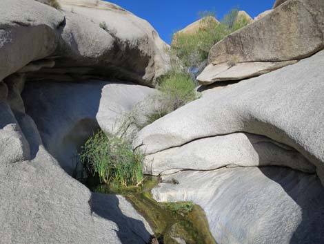 Grapevine Canyon