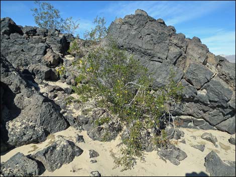 Amboy Crater