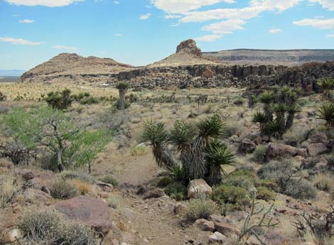 Cactus Garden Loop Trail