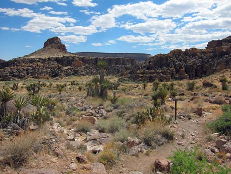 Cactus Garden Loop Trail