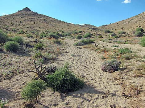 Hole-in-the-Wall to Mid Hills Trail