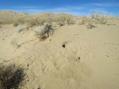 Kelso Dunes