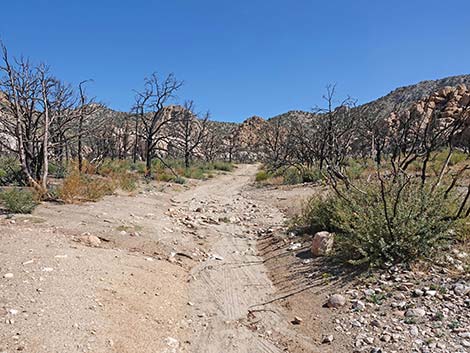 Caruthers Canyon Road