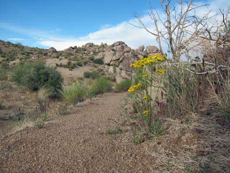 Rock Spring Loop Trail