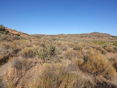 Rock Spring Loop Trail