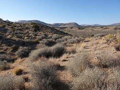 Rock Spring Loop Trail