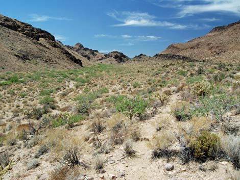 World's Tallest Yucca