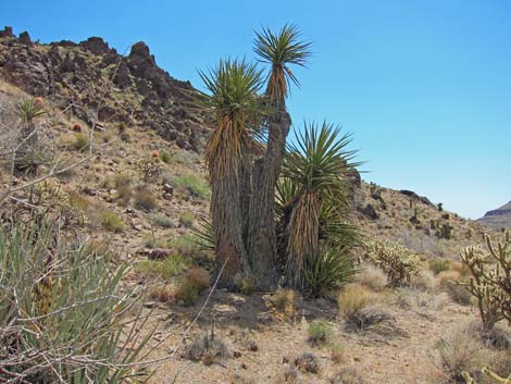 World's Tallest Yucca