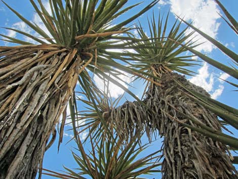 World's Tallest Yucca