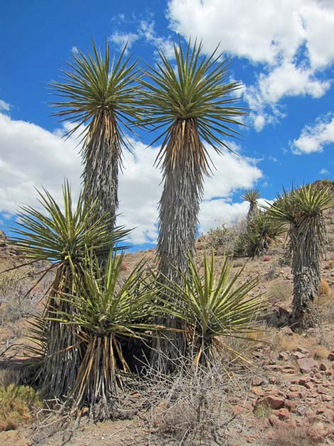 World's Tallest Yucca