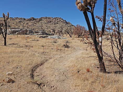 Teutonia Peak Trail