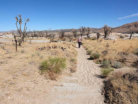 Teutonia Peak