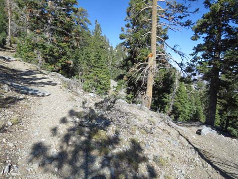 Bonanza Peak Trail