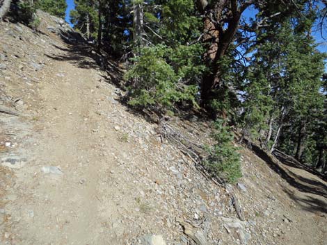 Bonanza Peak Trail