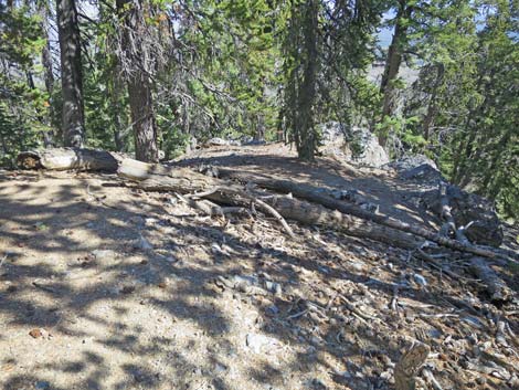 Bonanza Peak Trail