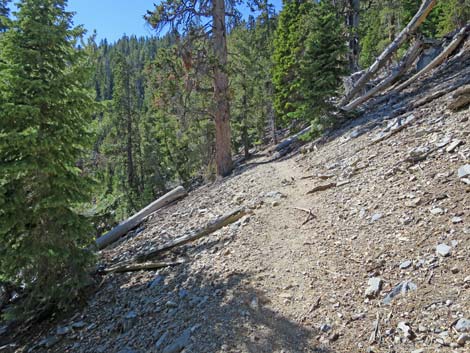 Bonanza Peak Trail