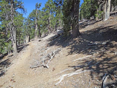 Bonanza Peak Trail