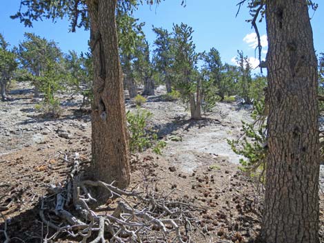 Bonanza Peak Trail