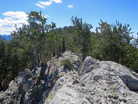 Bonanza Peak Trail