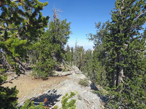 Bonanza Peak Trail