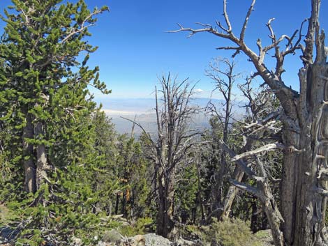 Bonanza Peak Trail