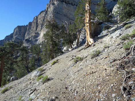 Bonanza Trail