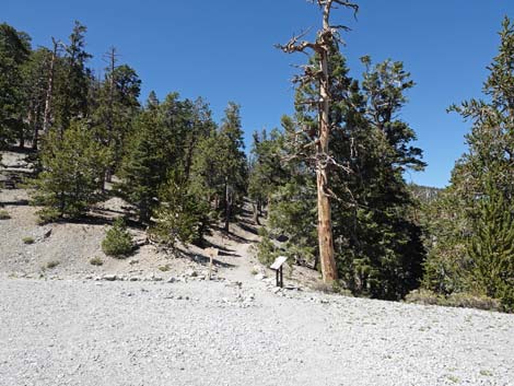 Bristlecone Trail