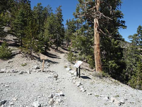 Bristlecone Trail