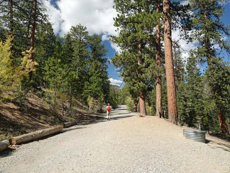 Bristlecone Trail