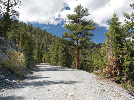 Bristlecone Trail