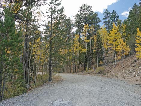 Bristlecone Trail