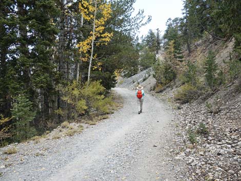 Bristlecone Trail