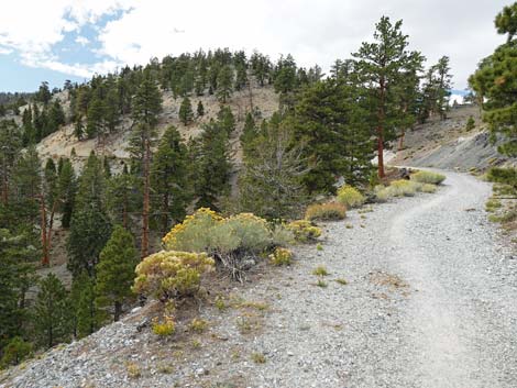 Bristlecone Trail