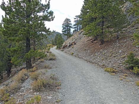 Bristlecone Trail