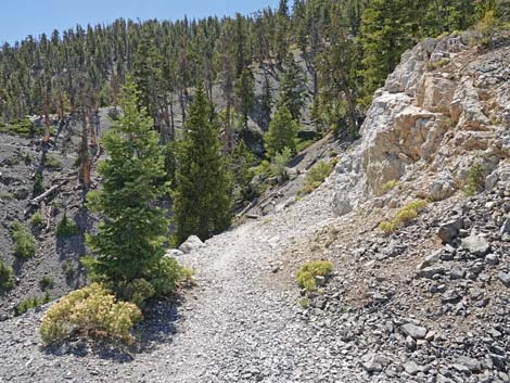 Bristlecone Trail