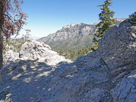 Bristlecone Trail