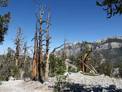 Bristlecone Trail